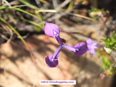 Amazing wild flowers from South Africa picture Nr. 23 from the Chapman's Peak trail, Cape Town