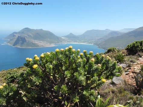 Amazing wild flowers from South Africa picture Nr. 28 from the Chapman's Peak trail, Cape Town
