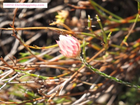 Amazing wild flowers from South Africa: picture Nr. 30 from the Chapman's Peak trail, Cape Town