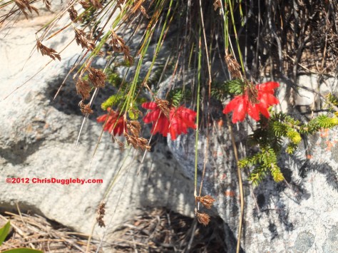 Amazing wild flowers from South Africa: picture Nr. 31 from the Chapman's Peak trail, Cape Town