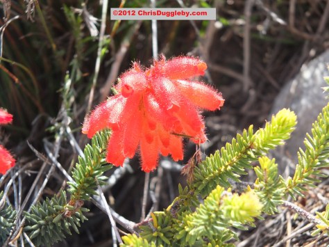 Amazing wild flowers from South Africa: picture Nr. 33 from the Chapman's Peak trail, Cape Town