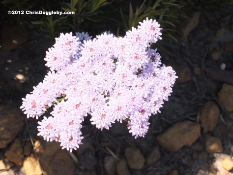 Amazing wild flowers from South Africa: picture Nr. 34 from the Chapman's Peak trail, Cape Town