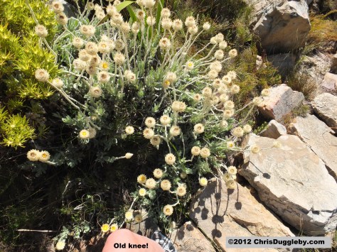 Amazing wild flowers from South Africa: picture Nr. 35 from the Chapman's Peak trail, Cape Town