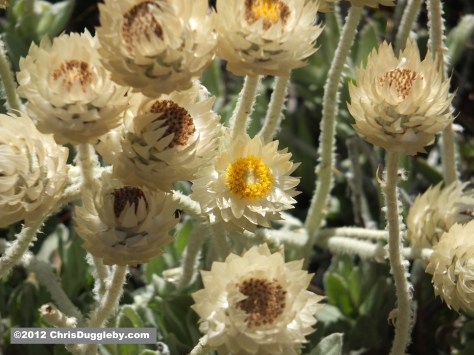 Amazing wild flowers from South Africa: picture Nr. 37 from the Chapman's Peak trail, Cape Town