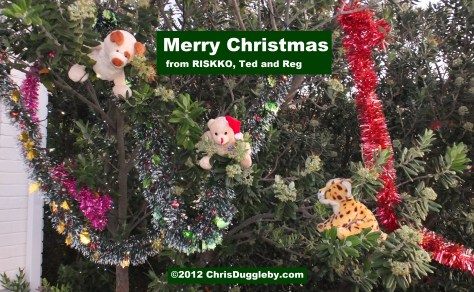 An African Merry Christmas from three wild,crazy, and almost ferocious, animals