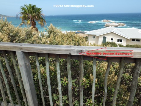 Shocking deviant animal sexual behaviour occuring on the balcony in front of my own nose. RISKKO is undergoing therapy!