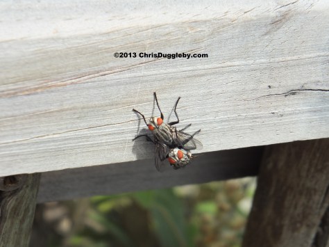 Animal Sexual Behaviour on the balcony Karmasutra position 35: Darling what are you doing down there?