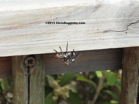 Animal Sexual Behaviour on the balcony Karmasutra position 42: Sweetheart I have never had it hanging from the ceiling before