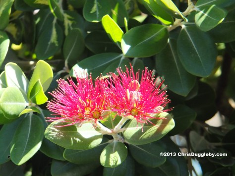 The New Zealand Christmas Tree continues to bloom with the tinsel removed!