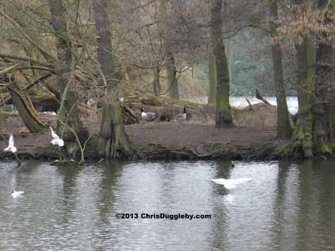 Here are Daphne and Diedre on Bat Island lookout-duty keeping an eye out for unwelcome stangers near the Batcave entrance