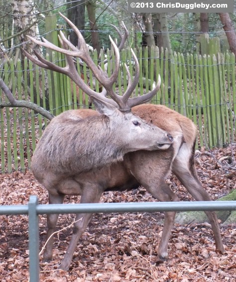 Rudolf the Reindeer had an itch on his bottom that he just couldnt reach. The more he tried the more his nose became bright red. Fortunately his doggy friend RISKKO was an expert in scratching bottoms and soon Rudy's itch had gone
