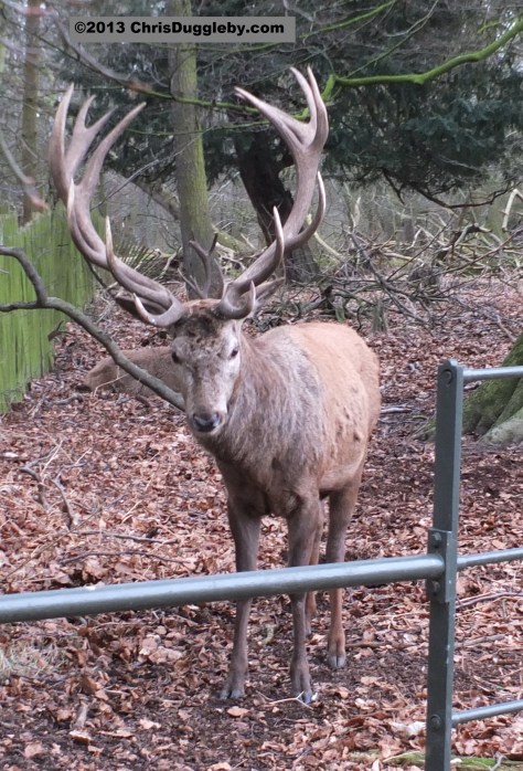 Rudolf the Reindeer thanked RISKKO for visiting and asked him to come again soon