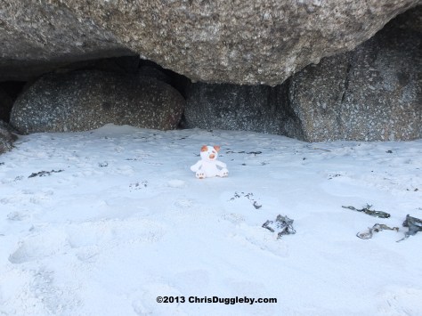 Around Llandudno's hidden beaches are some overhanging rocks providing nice shaded bathing spots for cute little animals
