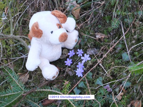 As well as blue skies RISKKO finds the alpine forests are covered in his favourite blue Spring flowers