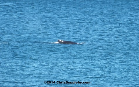 Wilf the Whale pretending to be a floating rock