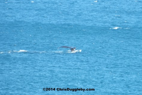 Wilf the Whale flashes his tail as he dives near sunset rocks, Llandudno