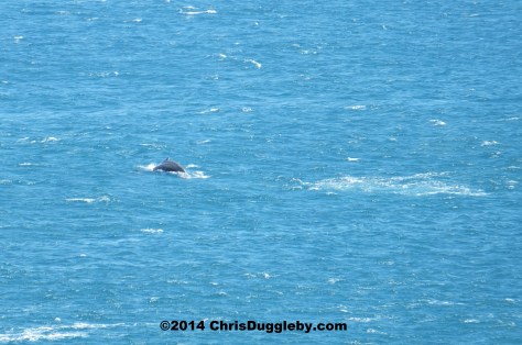 As Wilf the Whale dives who should surface but his mate Wendy