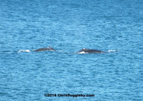 Wilf the Whale and Wendy get closer for a romantic cuddle at sunset rocks