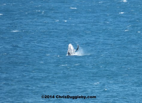 Wilf can be such a show off - Here he waves to Wendy to race him round sunset rocks
