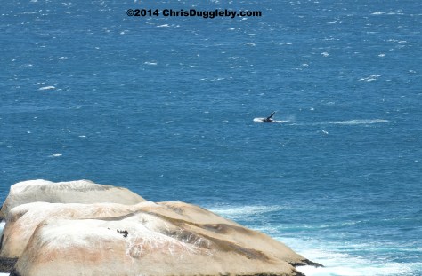 Quick as a flash: Here's a fantastic picture of Wilf racing past the rocks