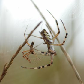 Agriope bruennichi male and female in foreplay prior to sexual cannibalism and self castration. Picture with kind acknowledgements to Stafanie Zimmer Uni Hamburg