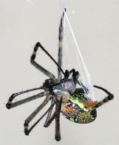 Argiope bruennichi enjoying a romantic meal for two following intercourse. Picture with kind acknowledgements to Stefan Nessler Uni Hamburg