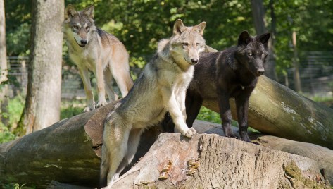 Young wolves Wamblee, Kay and Tala from the USA and Canada, now residing at the Wolf Science Centre near Vienna. Photo kindly provided by Peter Kaut.