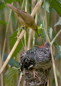 Brood Parasitism: A Reed Warbler Feeding a Common Cuckoo Chick in its Nest - "Wow you are a big boy - are you sure I am really your Daddy?" (Photo: Wikimedia CC)