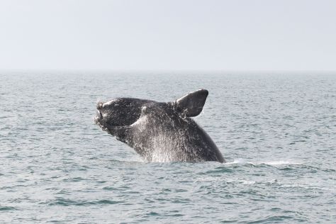 Whale Breaching (Photo Courtesy Of NOAA)