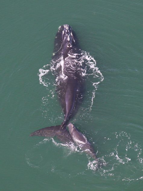 Whale With Calf 1 (Photo Courtesy Of NOAA)