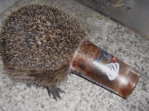 Helmut the Hedgehog caught testing crash helmut from desert beaker (Polizei haftet Helmut den Igel und sein puddingbecher helm) Photo Polizeiinspektion Saarbrücken-Burbach