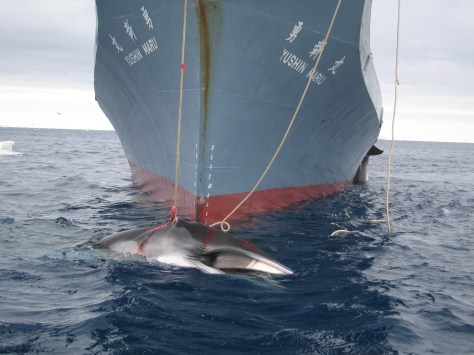 A whale after being slaughtered by the Japanese Vessel Yushin Maru operating in the Southern Ocean