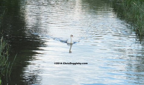Swan on River Wey in Surrey England near Walsham Lock