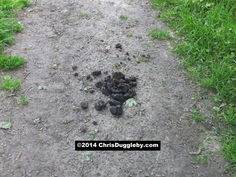 Fresh Horse Poo On The Bridle Path Next To Hoebridge Golf Course