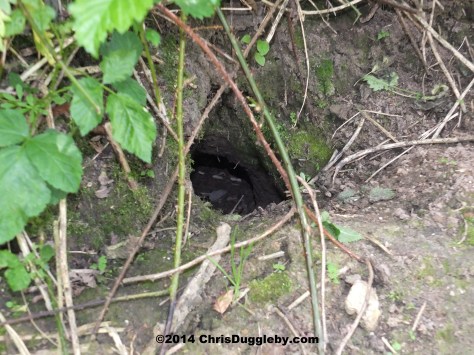 Rabbit Hole Next To Hoebridge Bridleway