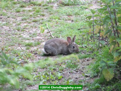 Rabbit Eating Lunch By The Side Of Bridleway