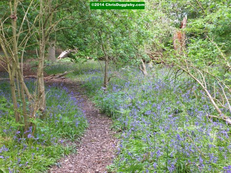 Forest Path Through Field Of Blue Bells