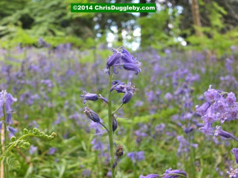 Close-up Of Blue Bells 1