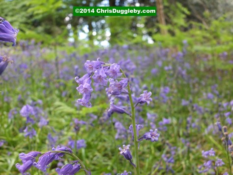 Close-up Of Blue Bells 2