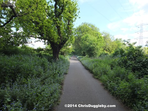 Road Between Pyrford Golf Course and Walsham Plantation Lined By Carpet Of Blue Flowers