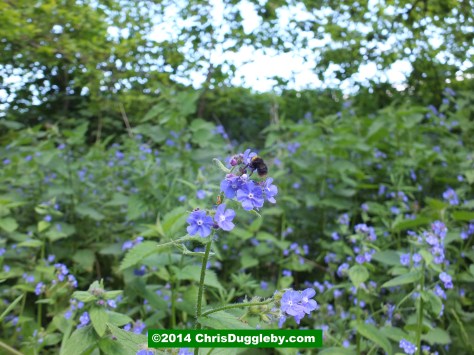 Bee Enjoying Nectar On Road Past Pyrford Golf Course