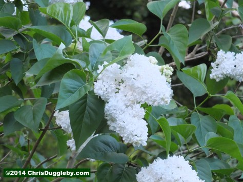 Bushes with White Spring Blossoms