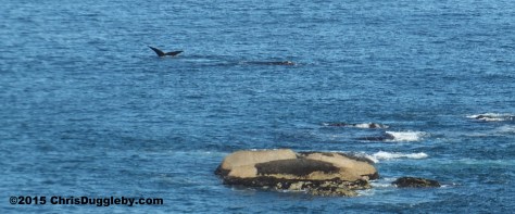 Whale about to plunge near Sunset Rocks ( Llandudno, Cape Town) by Chris Duggleby Feb 28th 2015