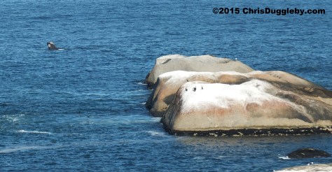 Whale taken from Sunset Rocks Feb 28th 2015