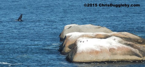 Whale taken from Sunset Rocks Feb 28th 2015