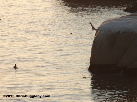2. Why don't we jump off Sunset Rocks ?