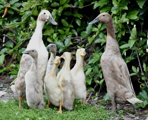 Indian Runner Ducklings learning how to find snails