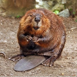 Beaver Looking For his Next Tasty Bottom to Bite