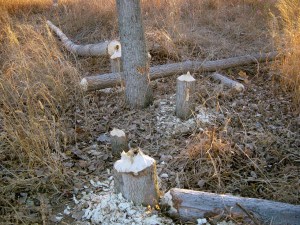 Examples of the Leftovers from a Typical Beaver Feeding Session 