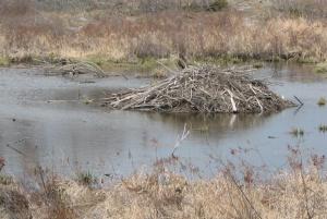 If there is a beaver lodge nearby consider swimming elsewhere